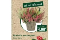 bloeiende nazomerplant