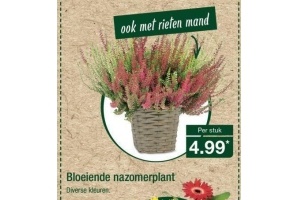 bloeiende nazomerplant