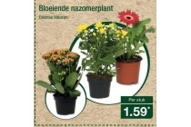 bloeiende nazomerplant