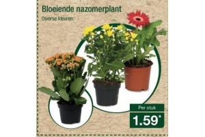 bloeiende nazomerplant