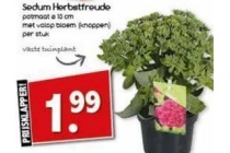 sedum herbstfreude