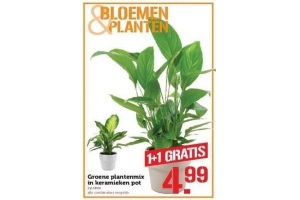 groene plantenmix in keramieken pot