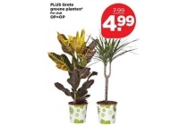 plus grote groene planten