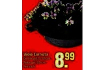 viola cornuta