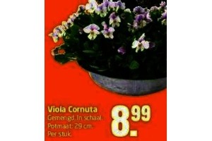 viola cornuta