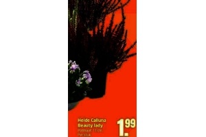 heide calluna beauty lady