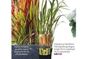 imperata cyl red barron