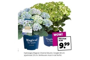 hydrangea magical