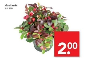 gaultheria