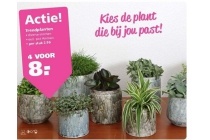 trendplanten amman