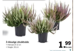 3 kleurige struikheide