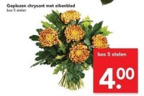 geplozen chrysant met eikenblad