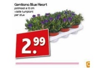 gentiana blue heart