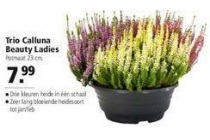 trio calluna beauty ladies