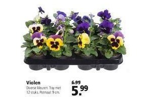 violen