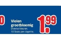 violen grootbloemig