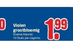 violen grootbloemig