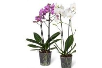 phalaenopsis