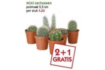 mini cactussen