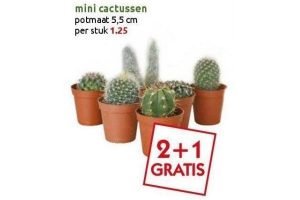 mini cactussen