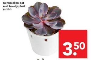 keramieken pot met trendy plant