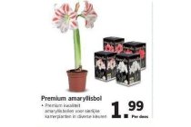 premium amaryllisbol