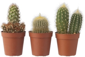 set van 3 kleine cactussen