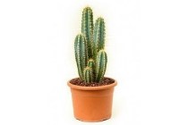 grote cactus