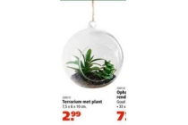 terrarium met plant