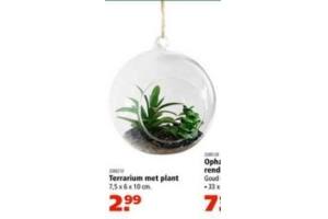 terrarium met plant