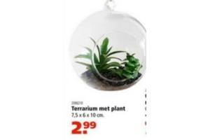 terrarium met plant