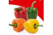 hollandse paprika