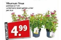 viburnum tinus