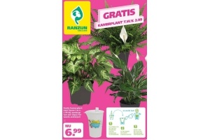 gratis kamerplant naar keuze t w v 2 99 bij aankoop van een aqua for weeks waterpot