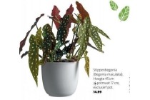 stippenbegonia