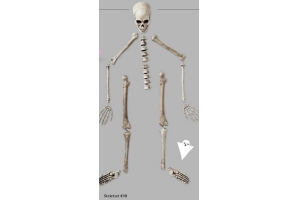 skeletset