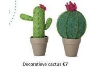 decoratieve cactus