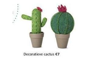 decoratieve cactus