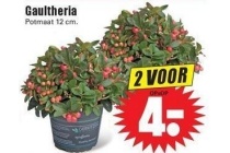 gaultheria