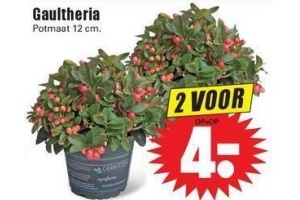 gaultheria