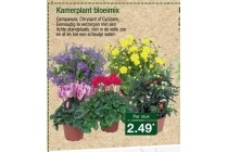 kamerplant bloeimix