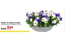 violen in zinken schaal