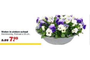 violen in zinken schaal