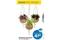 kokodama met plant