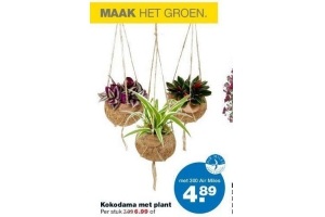 kokodama met plant