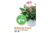anthurium purple