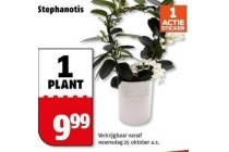 stephanotis