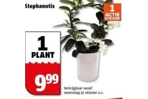 stephanotis