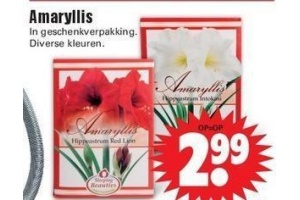 amaryllis in geschenkverpakking