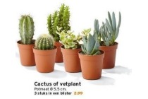 cactus of vetplant